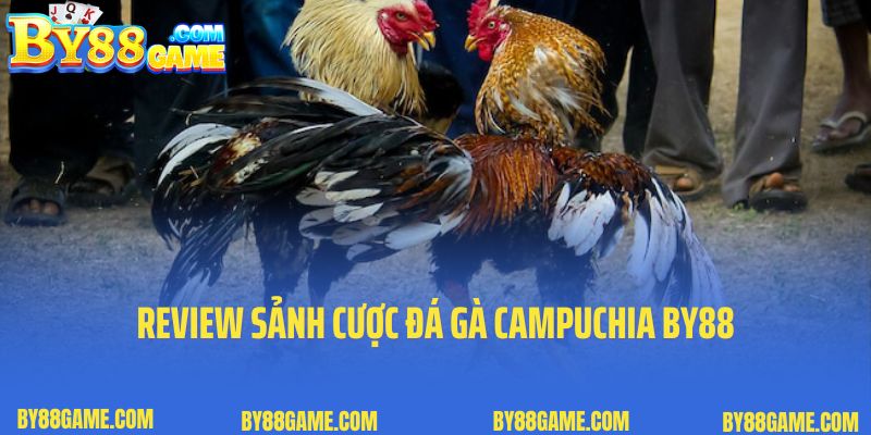 Review sảnh cược đá gà Campuchia By88