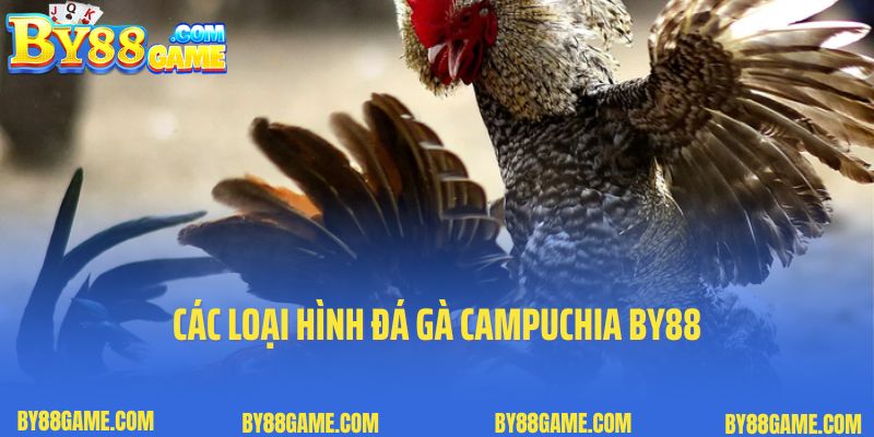 Các loại hình đá gà Campuchia By88