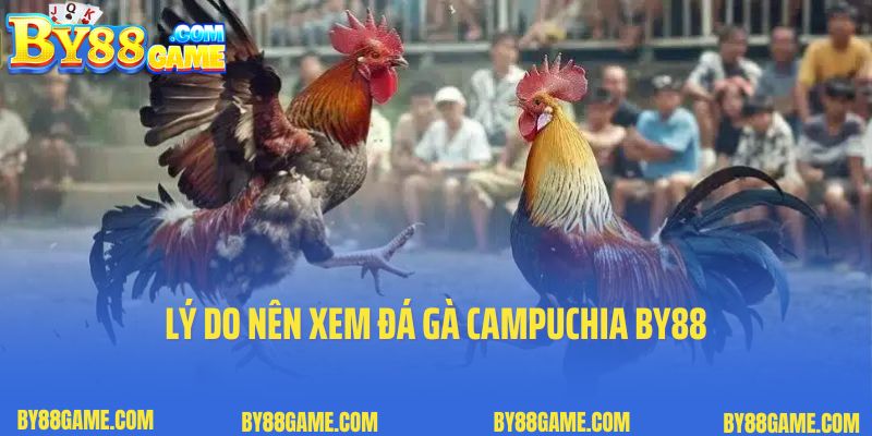 Lý do nên xem đá gà Campuchia By88