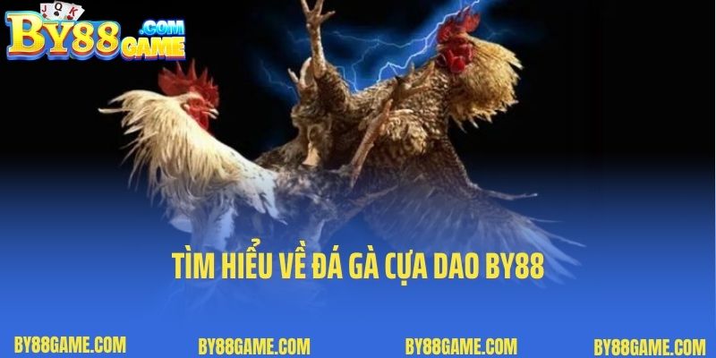 Tìm hiểu về đá gà cựa dao By88