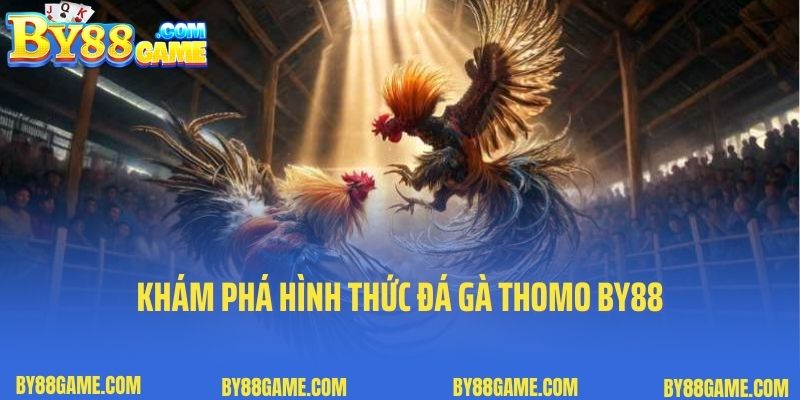 Khám phá hình thức đá gà Thomo By88