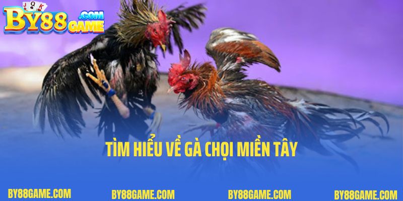 Tìm hiểu về gà chọi miền Tây