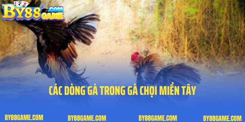 Các dòng gà trong gà chọi miền Tây