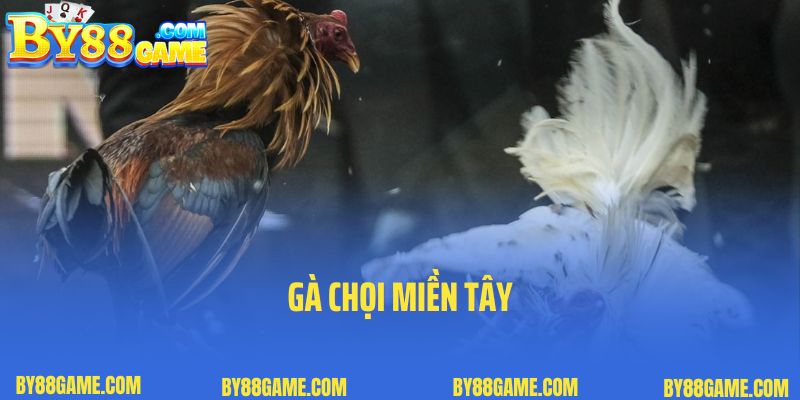 Gà Chọi Miền Tây - Kinh Nghiệm Chọn Gà Chuẩn Không Cần Chỉnh